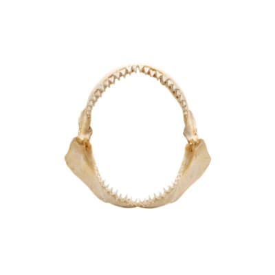 Shark jawbone
